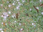 Daniel Augusto Gomes, de guas de Santa Brbara/SP: Chuva de granizo ocorrida em 08/07/2005, vejam o tamanho das pedras!