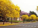 Rua florida de ips. Primavera em No-Me-Toque - RS