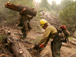 Bombeiros de Tahoe derrubam rvores de um bosque em Monte Palomar, neste sbado (27). O ato foi em preveno do retorno dos incndios, que queimaram mais de 300.000 hectares