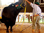 Lote 004, composto pelo aberdeen angus Paineiras Arpo Guri 4918, foi vendido a R$ 75 mil