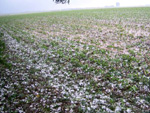 Chuva de pedras na cidade de Palotina, PR, destruiu lavouras no incio de novembro de 2007