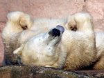 A mame-ursa Vera descansa no zoolgico da Cidade de Nuremberg, na Alemanha  