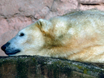 Os diretores do zoolgico afirmam que o filhote no pode ficar com a me por medidas de segurana