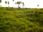 Fazenda Tamandup, em Araguana-TO. Controle da eroso com capim braquiria hunidcula 