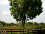 Fazenda Tamandup, em Araguna-TO. Mgno com 10 anos de idade. O incentivo do plantio em massa dessa espcie e outras madeiras nobres da Amaznia no seria uma forma de preservar a floresta Amaznica?