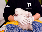 Ursinha e veterinria do zoolgico de Nuremberg, na Alemanha