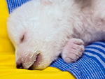 A ursinha est com muita sade e dorme tranqila no zoolgico Tiergarten de Nuremberg, nesta quinta-feira (17)