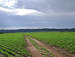 Lavoura de soja em Nova Xavantina (MT) depois da chuva. Foto enviada por Jose Almiri Mller