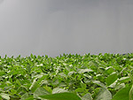 Esperando a chuva em Nova Xavantina - MT. Foto enviada por Jose Almiri Mller