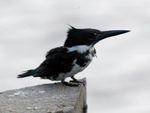 Martim-pescador (&lt;i&gt;Chloroceryle amazona&lt;/i&gt;): natural da regio do Mxico at o extremo sul da Amrica a espcie pode medir at 42 centmetros de comprimento Tem a cabea e dorso cinza-azulados, nuca e garganta brancas e partes inferiores castanhas