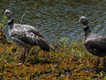 Tarr (&lt;i&gt;Chauna torquata&lt;/i&gt;): espcie terrestre, costuma formar ninhos entre a gua e o campo, prximo aos banhados. Distribui-se em toda a Amrica do Sul, com exceo da Patagnia. Pode atingir at 85 centmetros. Sua plumagem  cinza com patas e mscara no rosto vermelha, com colar preto no pescoo