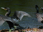 Bigu (&lt;i&gt;Phalacrocorax brasilianus&lt;/i&gt;): distribui-se desde o centro da Amrica do Sul at o Uruguai. Comum em ambientes aquticos e costas de mar, se alimenta principalmente de peixes e moluscos. Pode chegar a 65 centmetros e apresenta plumagem escura e olhos verdes