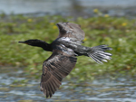 Bigu (&lt;i&gt;Phalacrocorax brasilianus&lt;/i&gt;): distribui-se desde o centro da Amrica do Sul at o Uruguai. Comum em ambientes aquticos e costas de mar, se alimenta principalmente de peixes e moluscos. Pode chegar a 65 centmetros e apresenta plumagem escura e olhos verdes