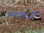 Jacar-do-papo-amarelo (&lt;i&gt;Caiman latirostris&lt;/i&gt;): presena comum nos fins de tarde pelos banhados do Taim, o rptil impressiona pelo tamanho - pode atingir at 2,8 metros de comprimento. Alimenta-se essencialmente de peixes e moluscos. A espcie distribui-se em toda as regies de banhado da Amrica do Sul