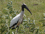 Cabea-seca (&lt;i&gt;Mycteria americana&lt;/i&gt;): branco com uma ponta preta da asa, tem cabea e pescoo escuros. Atinge at 65 centmetros de comprimento. Comum em reas alagadias, distribui-se desde o norte da Amrica do Sul at o Uruguai