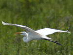 Gara-branca-grande (&lt;i&gt;Ardea alba&lt;/i&gt;): atinge at 65 centmetros de comprimento. Tem plumagem branca com bico amarelo e patas pretas. Vive em ambientes aquticos e arredores.  comum desde o norte da Amrica do Sul at o Uruguai