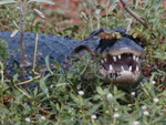 Jacar-do-papo-amarelo (&lt;i&gt;Caiman latirostris&lt;/i&gt;): presena comum nos fins de tarde pelos banhados do Taim, o rptil impressiona pelo tamanho _ pode atingir at 2,8 metros de comprimento. Alimenta-se essencialmente de peixes e moluscos. A espcie distribui-se em toda as regies de banhado da Amrica do Sul