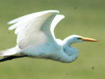 Gara-branca-grande (&lt;i&gt;Ardea alba&lt;/i&gt;): atinge at 65 centmetros de comprimento. Tem plumagem branca com bico amarelo e patas pretas. Vive em ambientes aquticos e arredores.  comum desde o norte da Amrica do Sul at o Uruguai