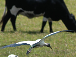 Cabea-seca (&lt;i&gt;Mycteria americana&lt;/i&gt;): branco com uma ponta preta da asa, tem cabea e pescoo escuros. Atinge at 65 centmetros de comprimento. Comum em reas alagadias, distribui-se desde o norte da Amrica do Sul at o Uruguai