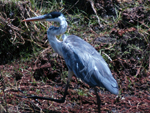 Gara-moura (&lt;i&gt;Ardea cocoi&lt;/i&gt;): pode chegar a 75 centmetros de comprimento. Apresenta uma mistura de cores: branca, cinza e preta, com bico e patas amarelos. Distribui-se desde o Panam at o Uruguai, e vive predominantemente em ambientes aquticos