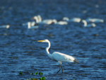 Gara-branca-grande (&lt;i&gt;Ardea alba&lt;/i&gt;): atinge at 65 centmetros de comprimento. Tem plumagem branca com bico amarelo e patas pretas. Vive em ambientes aquticos e arredores.  comum desde o norte da Amrica do Sul at o Uruguai