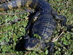 Jacar-do-papo-amarelo (&lt;i&gt;Caiman latirostris&lt;/i&gt;): presena comum nos fins de tarde pelos banhados do Taim, o rptil impressiona pelo tamanho - pode atingir at 2,8 metros de comprimento. Alimenta-se essencialmente de peixes e moluscos. A espcie distribui-se em toda as regies de banhado da Amrica do Sul