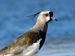 Outras espcies que podem ser avistadas: cisne-de-pescoo-preto (&lt;i&gt;Cygnus melancoryphus&lt;/i&gt;), coscoroba (&lt;i&gt;Coscoroba coscoroba&lt;/i&gt;), marreco da Patagnia (&lt;i&gt;Neta peposaca&lt;/i&gt;), marreco piadeira (&lt;i&gt;Anas penepole&lt;/i&gt;), rato-do-banhado (&lt;i&gt;Myocastor coypus&lt;/i&gt;), tuco-tuco (&lt;i&gt;Atenomys flamarioni&lt;/i&gt;), cachorro do mato (&lt;i&gt;Cerdocyon thous&lt;/i&gt;), entre outras