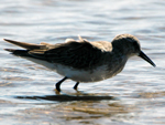 Outras espcies que podem ser avistadas: cisne-de-pescoo-preto (&lt;i&gt;Cygnus melancoryphus&lt;/i&gt;), coscoroba (&lt;i&gt;Coscoroba coscoroba&lt;/i&gt;), marreco da Patagnia (&lt;i&gt;Neta peposaca&lt;/i&gt;), marreco piadeira (&lt;i&gt;Anas penepole&lt;/i&gt;), rato-do-banhado (&lt;i&gt;Myocastor coypus&lt;/i&gt;), tuco-tuco (&lt;i&gt;Atenomys flamarioni&lt;/i&gt;), cachorro do mato (&lt;i&gt;Cerdocyon thous&lt;/i&gt;), entre outras