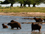 Capivara (&lt;i&gt;Hydrochoerus hydrochoeris&lt;/i&gt;)  o maior mamfero roedor da terra, conhecido popularmente como capincho. Pode pesar at 80 quilos. Distribui-se do norte da Amrica do Sul at o Uruguai e  comum em ambientes de banhado. O macho diferencia-se da fmea por apresentar uma espcie de caroo pelado na testa