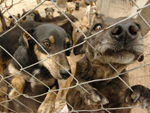 Pedro cuidava sozinho dos cachorros, na localidade de Morro Agudo, em Gravata, contando apenas com a ajuda de amigos e doadores