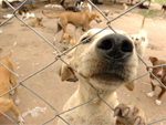 Para dar continuidade  obra de Pedro da Rosa Borba, os voluntrios precisaro de ajuda. Segundo Andr, a inteno  doar os animais e continuar cuidando daqueles que no conseguirmos um lar. &lt;a href=&quot;http://zerohora.clicrbs.com.br/zerohora/jsp/default.jsp?uf=1&local=1&section=Geral&newsID=a1750438.xml&quot; target=&quot;_blank&quot;&gt;Clique aqui para saber como ajudar&lt;/a&gt; 