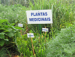 Plantas medicinais tm espao prprio na rea agroecolgica