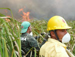 Entre os que combatem o fogo esto bombeiros da Zona Sul, funcionrios do Ibama, brigadistas do Prevfogo de vrias localidades e voluntrios