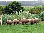 As ovelhas com gentica do Iapar ganharam um cercado com pasto novinho para aproveitar durante o Show Rural