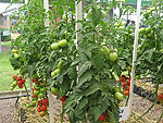 Variedades de tomates foram apresentadas durante a feira