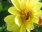 A beleza das flores acompanha os visitantes por todo o parque