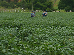 Avaliao em grande fazenda de Luziania (GO)