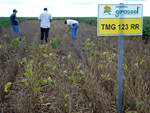 Equipe visitando o campo experimental da fazenda Girassol