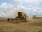 As lavouras na regio de Rio Verde (GO) j esto prontas para a colheita. A todo lado, as colheitadeiras esto em ao