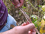 O tcnico agrcola Sidnei Balduno mostra uma planta de soja morta pelo mofo branco