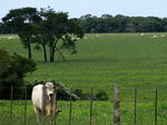 Fazenda Abenoada 33, a paixo de Henrique Eli em Serranpolis, GO