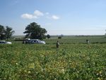 Equipe do Canal Rural registra mais uma coleta na plantao