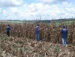 Equipe usa corda nas plantaes de milho