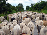 Surpresa no caminho rumo a Tangar: uma comitiva em plena rodovia com cerca de mil animais viajava de Pedra Preta para Araputanga - 600km de viagem