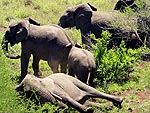 Elefante  atingido por dardo no Parque Nacional de Krueger, na frica do Sul