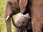 Beb elefante com sua me no Parque Nacional de Krueger, na frica do Sul