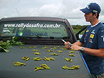 O estudante de agronomia Leonardo Alves bate o recorde do Rally. Conta 826 gros em uma nica planta