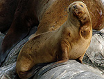 Ushuaia: Os lees-marinhos tambm so atrao nas ilhas de Ushuaia