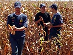 Poucas lavouras de milho foram encontradas na regio