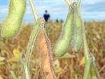 Verde e amarelo: duas cores em uma mesma planta